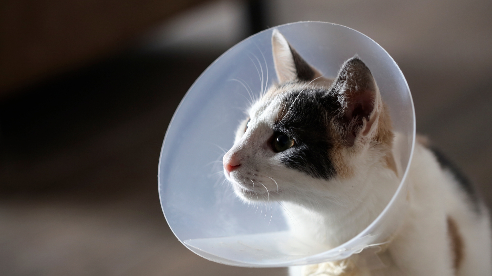 A cat wearing a cone on its head