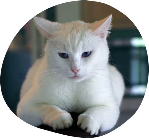 A white cat is sitting on a table