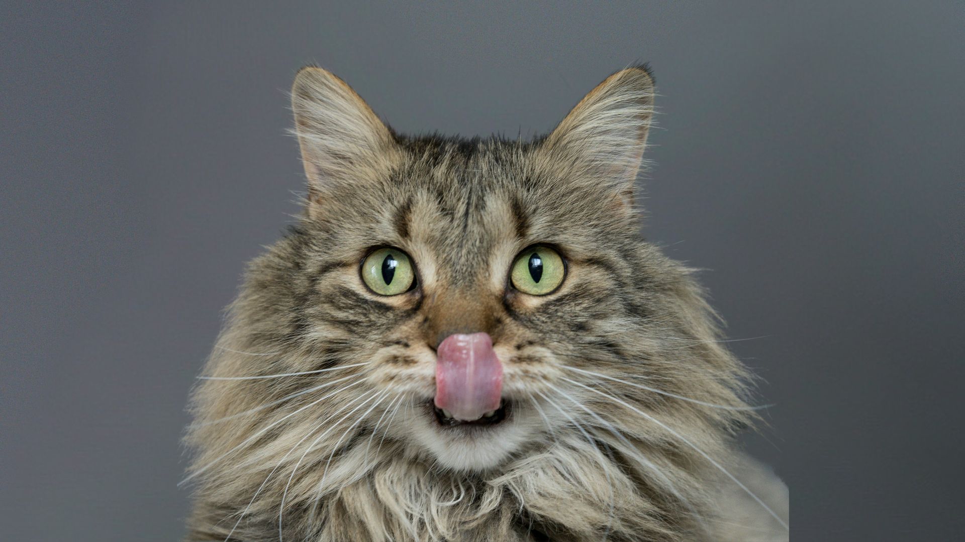 A playful cat with its tongue sticking out