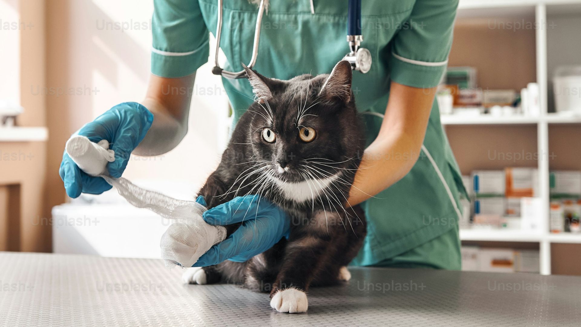 A vet carefully examines a cat in a veterinary office