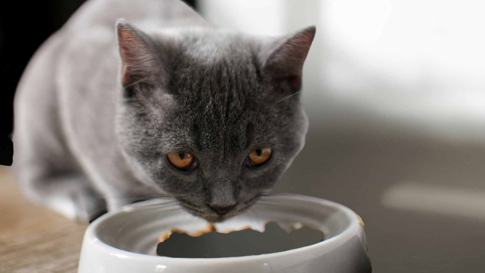 <br />
A gray cat is enjoying its meal from a clean white bowl