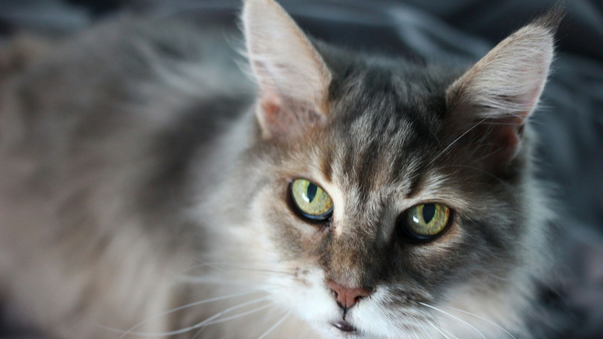 A cat with striking green eyes peacefully resting on a soft bed