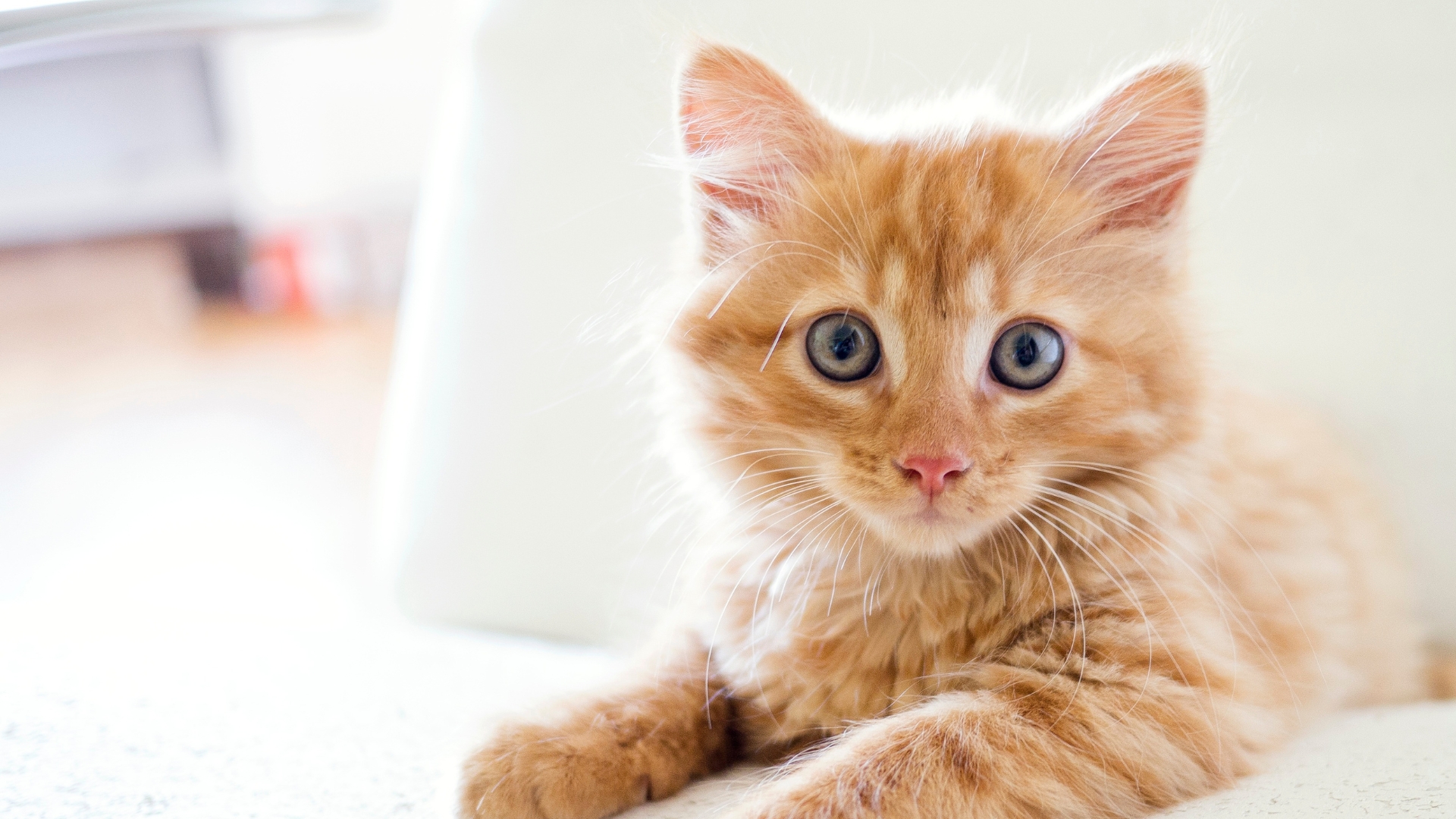 A kitten is sitting on a bed