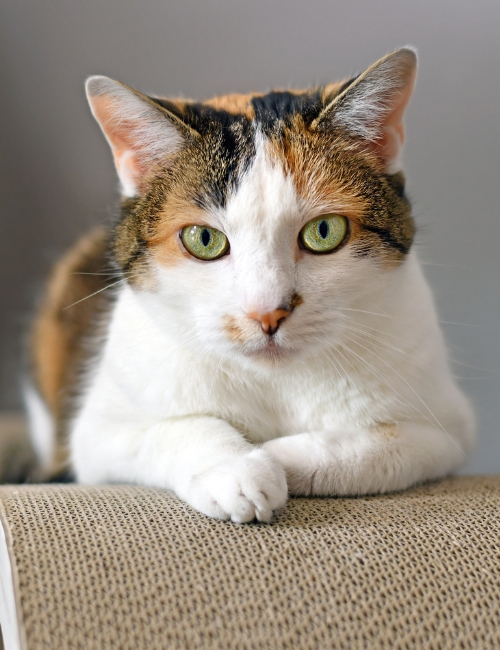 The cat is sitting on a table