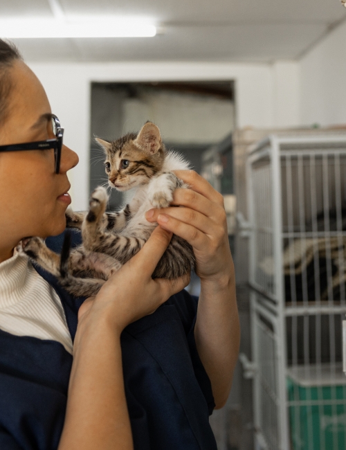 A lady is holding a kitten in her hand