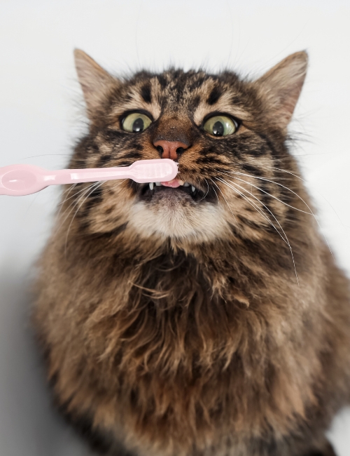 A cat is brushing his teeth with a pink toothbrush